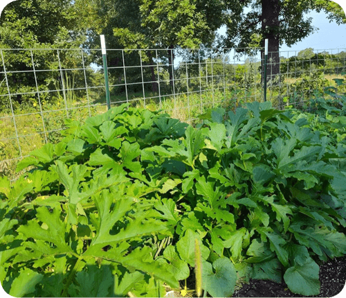 James's garden